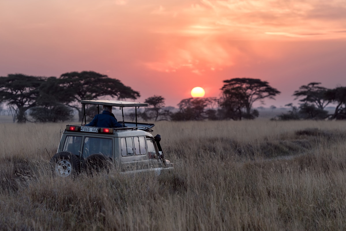 Lion resting in warm light — wildlife is unpredictable; good guides focus on behaviour and safety, not promises