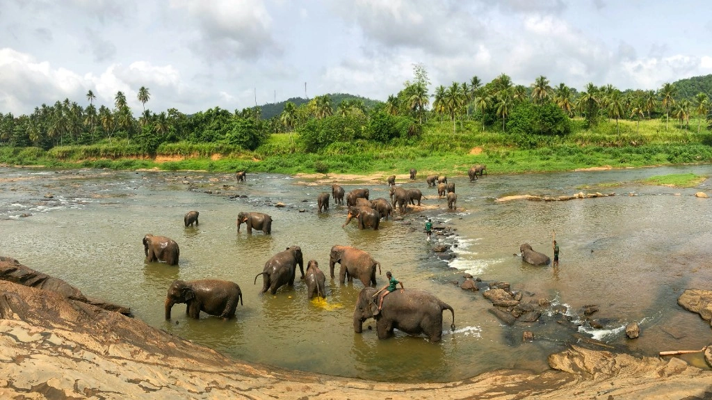 Wild Asian elephants in a Sri Lankan national park clearing