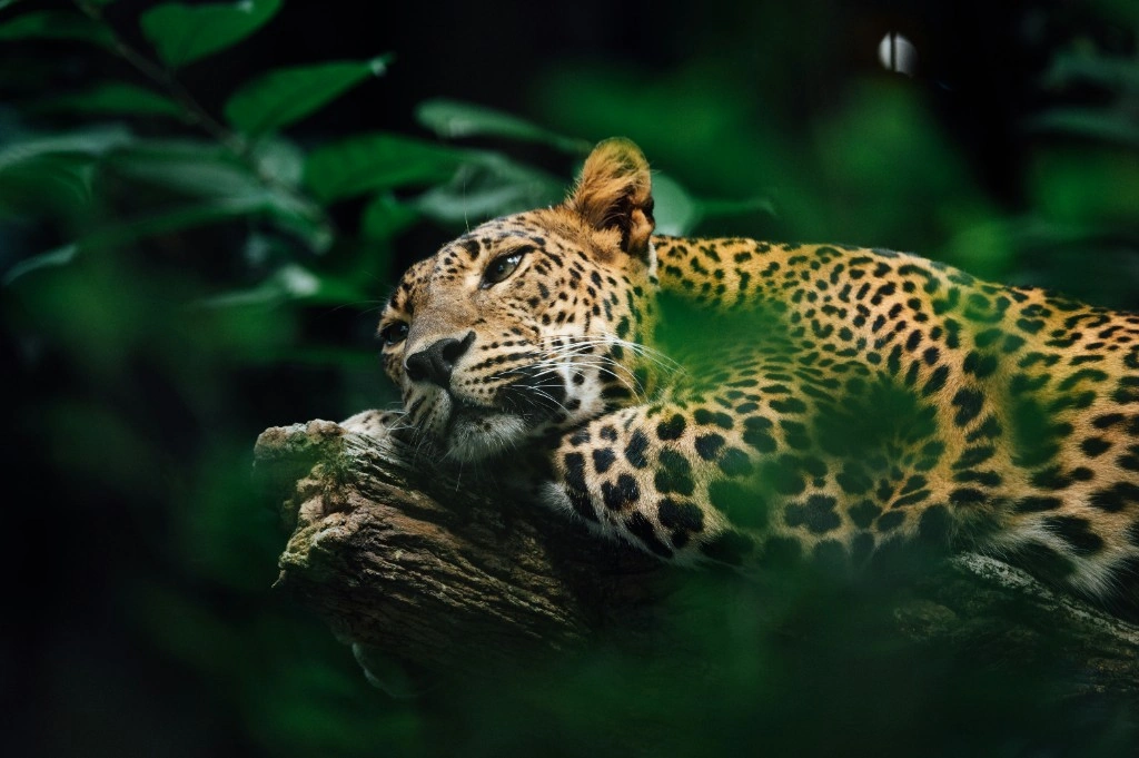 Sri Lankan leopard resting on a branch in dry forest habitat