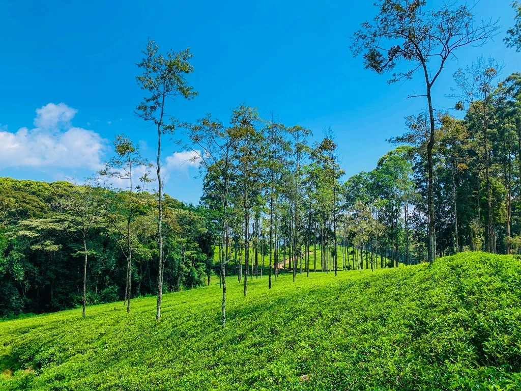 Sri Lanka hill country tea plantation terraces in misty green layers